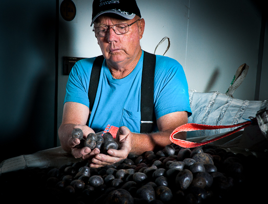 Ernie New grows specialty potatoes in rotation with quinoa. Looking through a bin of Purple Majesties, the crop is stored in a cool, dark storage shed to preserve the color and taste.